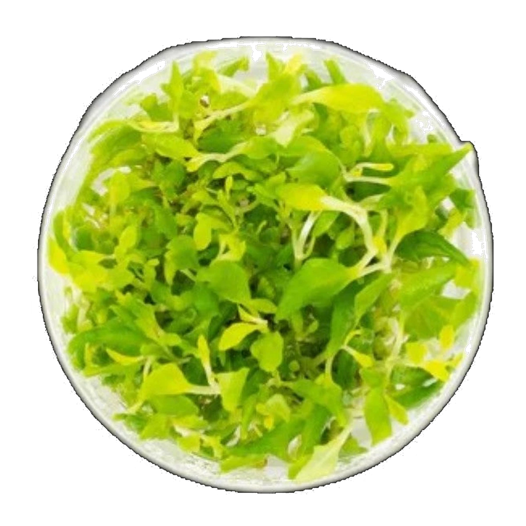 Water Wisteria | Hygrophila difformis