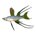 Werner-threadfin Rainbow