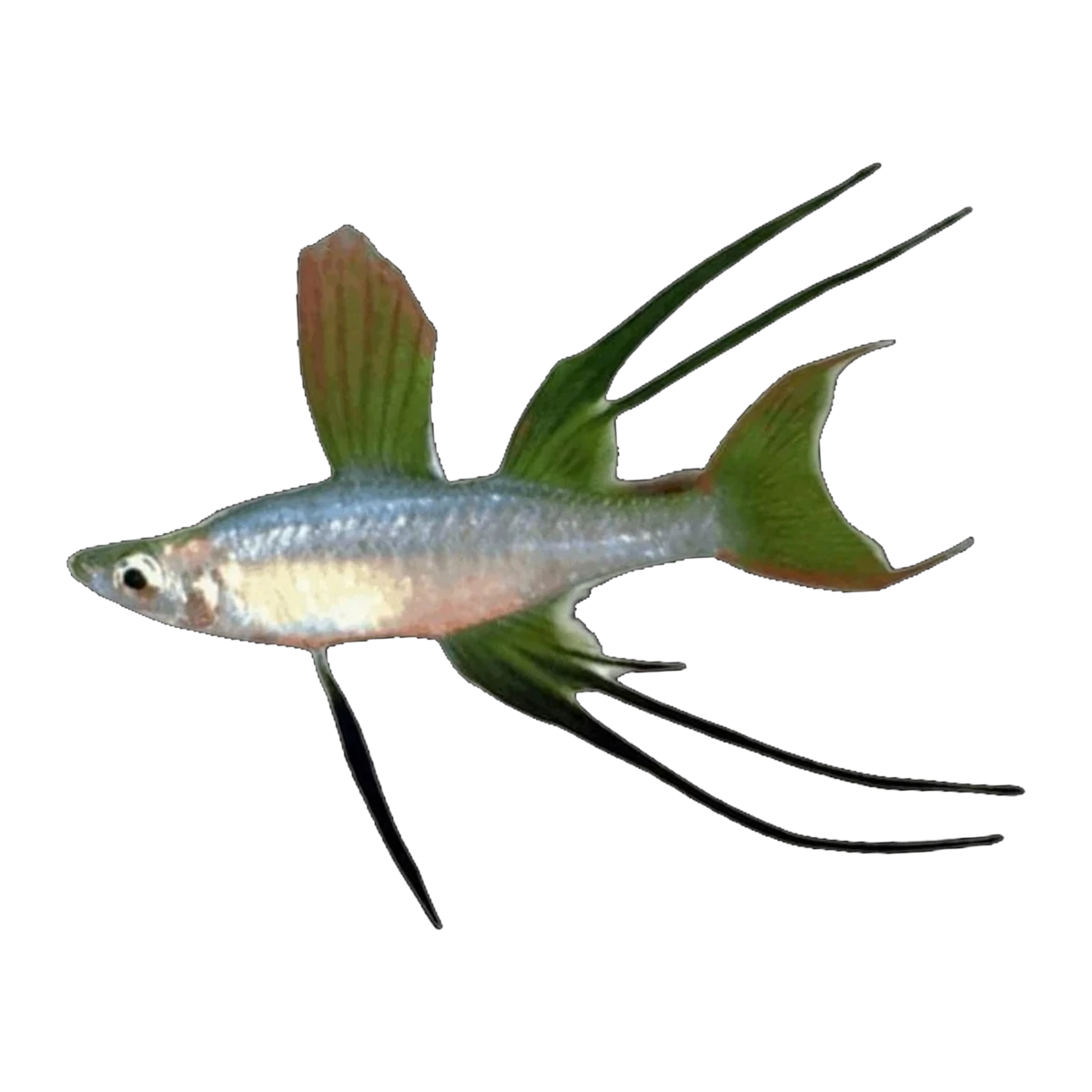 Werner-threadfin Rainbow