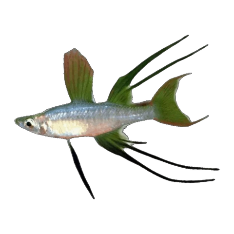 Werner-threadfin Rainbow