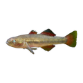 Western Carp Gudgeon (Hypseleotris klunzingeri), side profile facing right