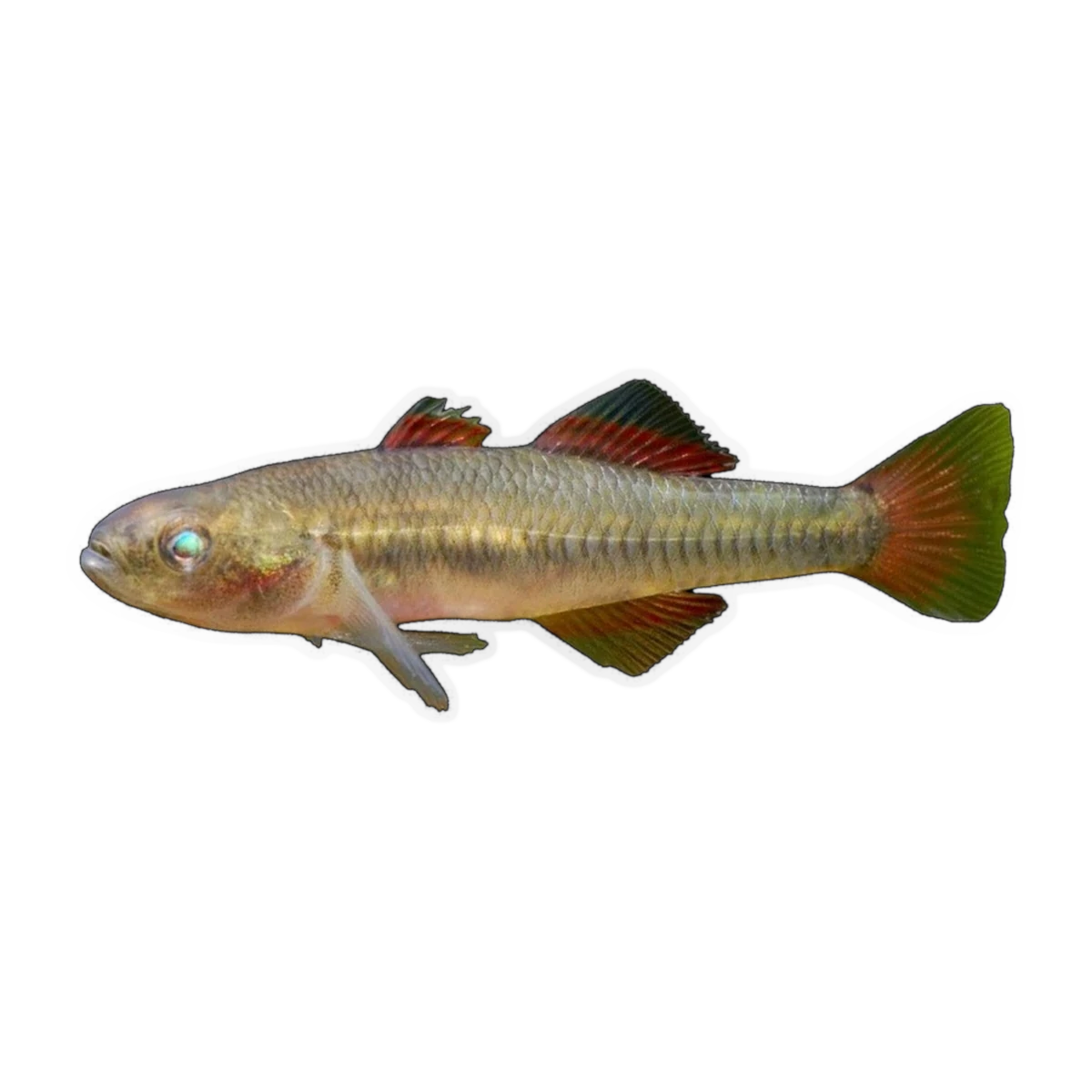 Western Carp Gudgeon (Hypseleotris klunzingeri), side profile facing right