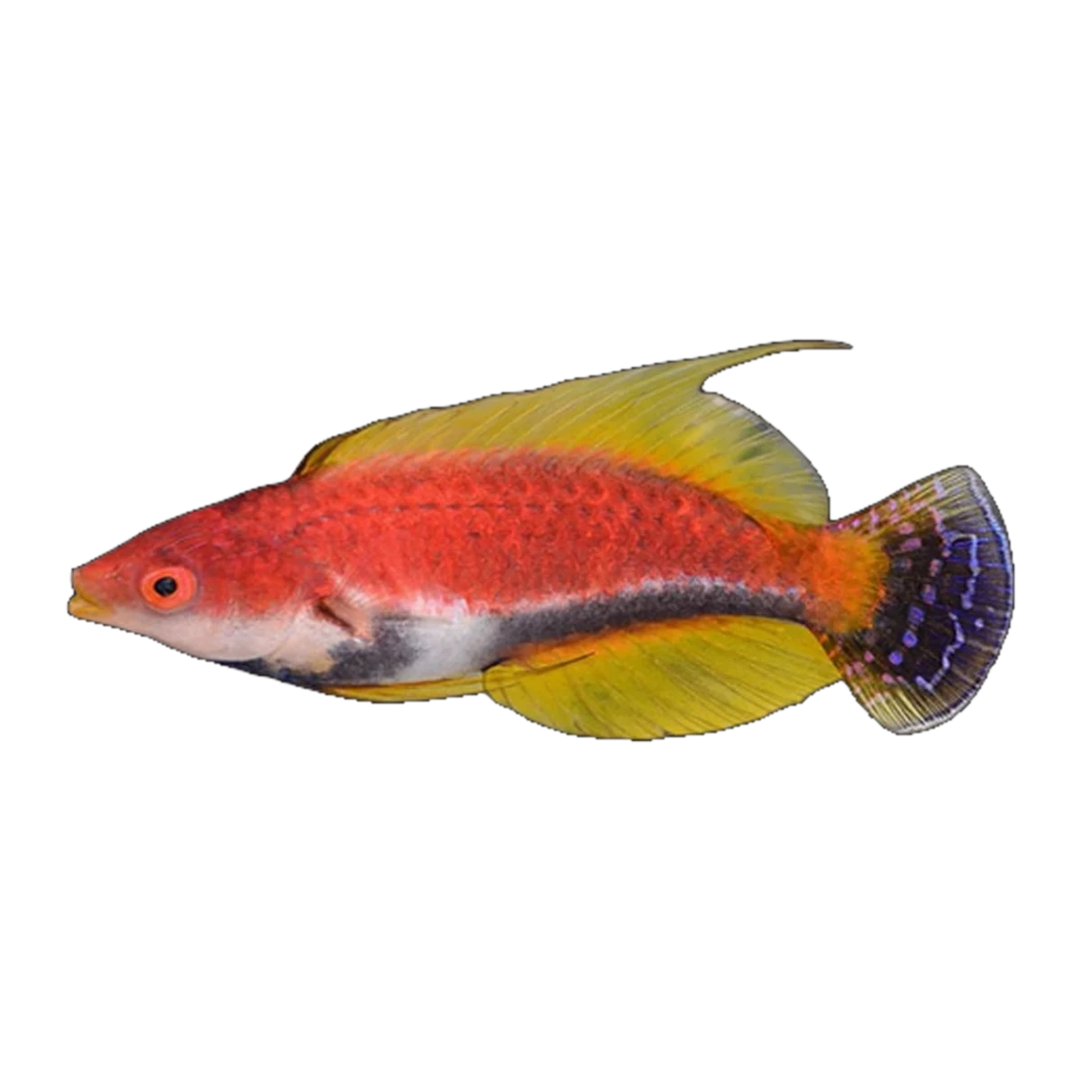 Whip Fin Fairy Wrasse | Cirrhilabrus filamentosus