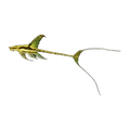 Whiptail Catfish | Rineloricaria sp.