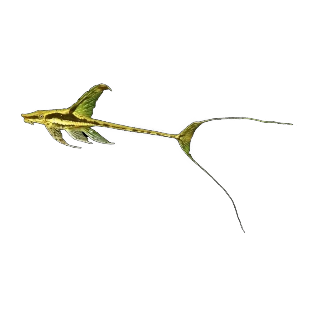 Whiptail Catfish | Rineloricaria sp.