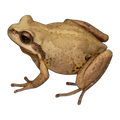Whistling Tree Frog | Rawlinsonia verreauxii
