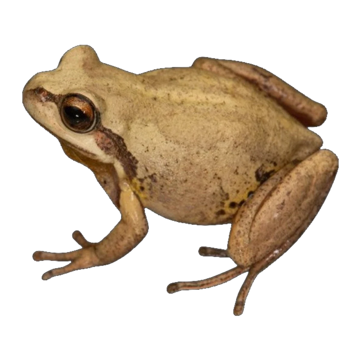 Whistling Tree Frog | Rawlinsonia verreauxii