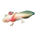 White Axolotl | Ambystoma mexicanum