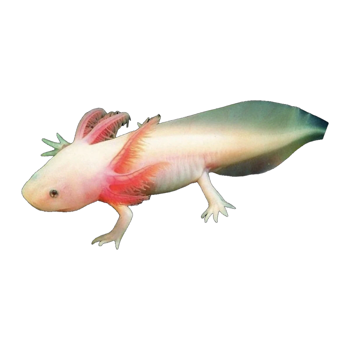 White Axolotl | Ambystoma mexicanum