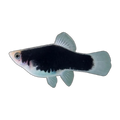 White Black Platy (Xiphophorus maculatus), side profile facing right