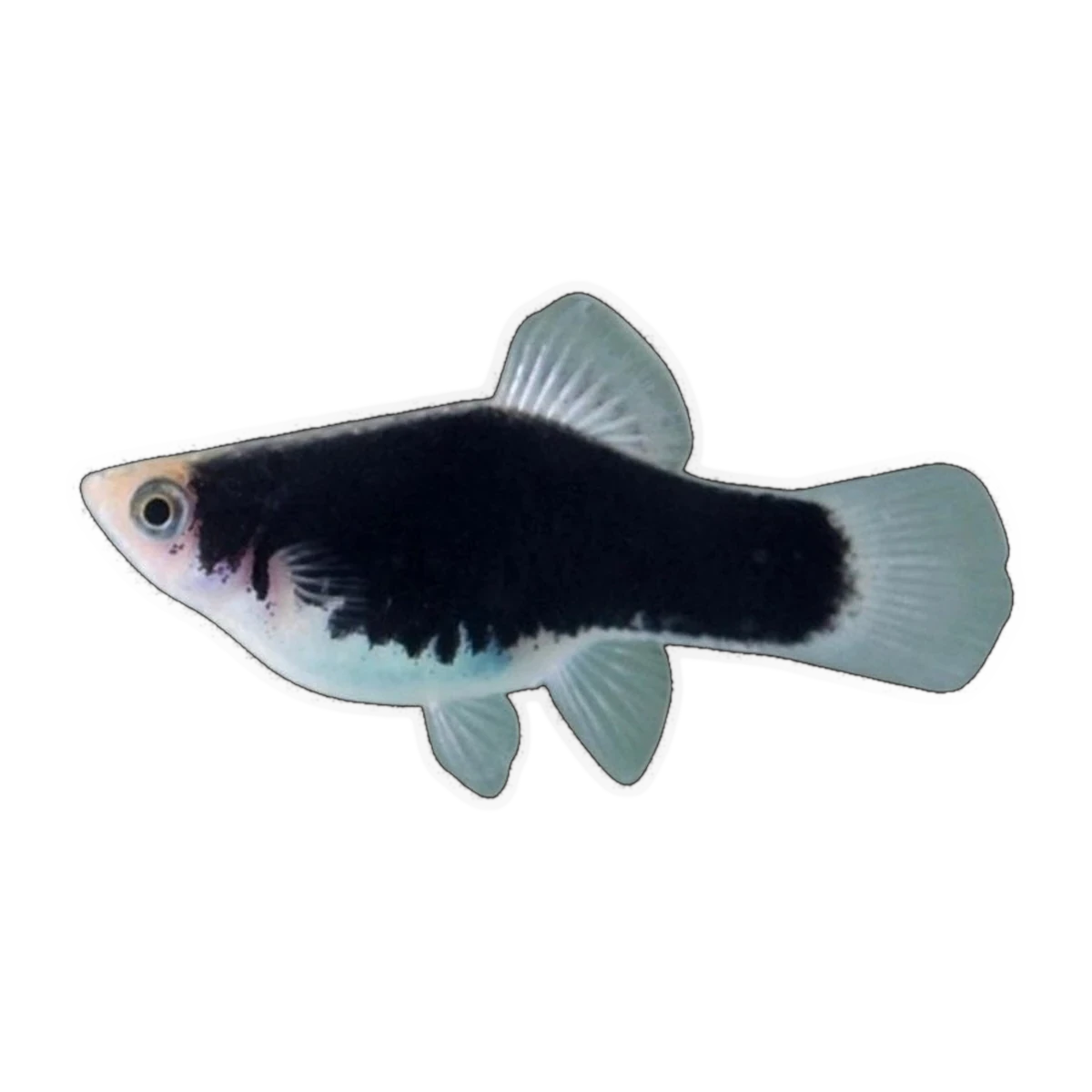 White Black Platy (Xiphophorus maculatus), side profile facing right