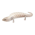 White Blue Tongue Skink | Tiliqua scincoides intermedia