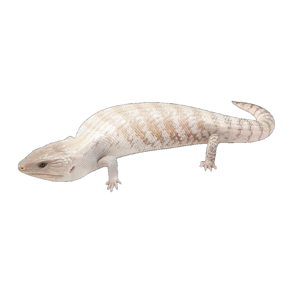 White Blue Tongue Skink | Tiliqua scincoides intermedia