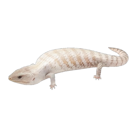 White Blue Tongue Skink | Tiliqua scincoides intermedia