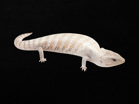 White Blue Tongue Skink | Tiliqua scincoides intermedia