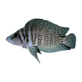 White Calvus – Altolamprologus calvus