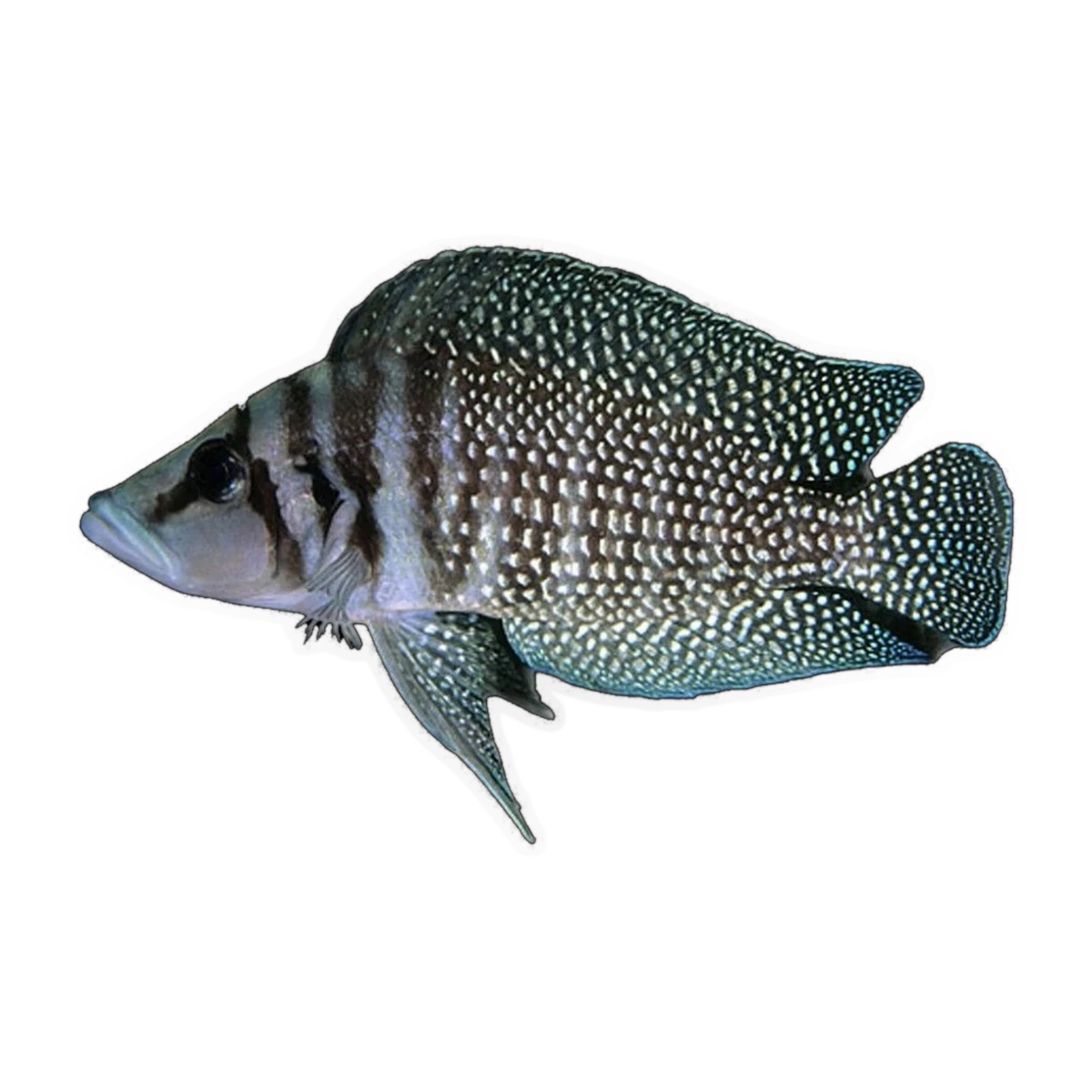 White Calvus – Altolamprologus calvus