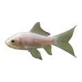 White Comet Goldfish