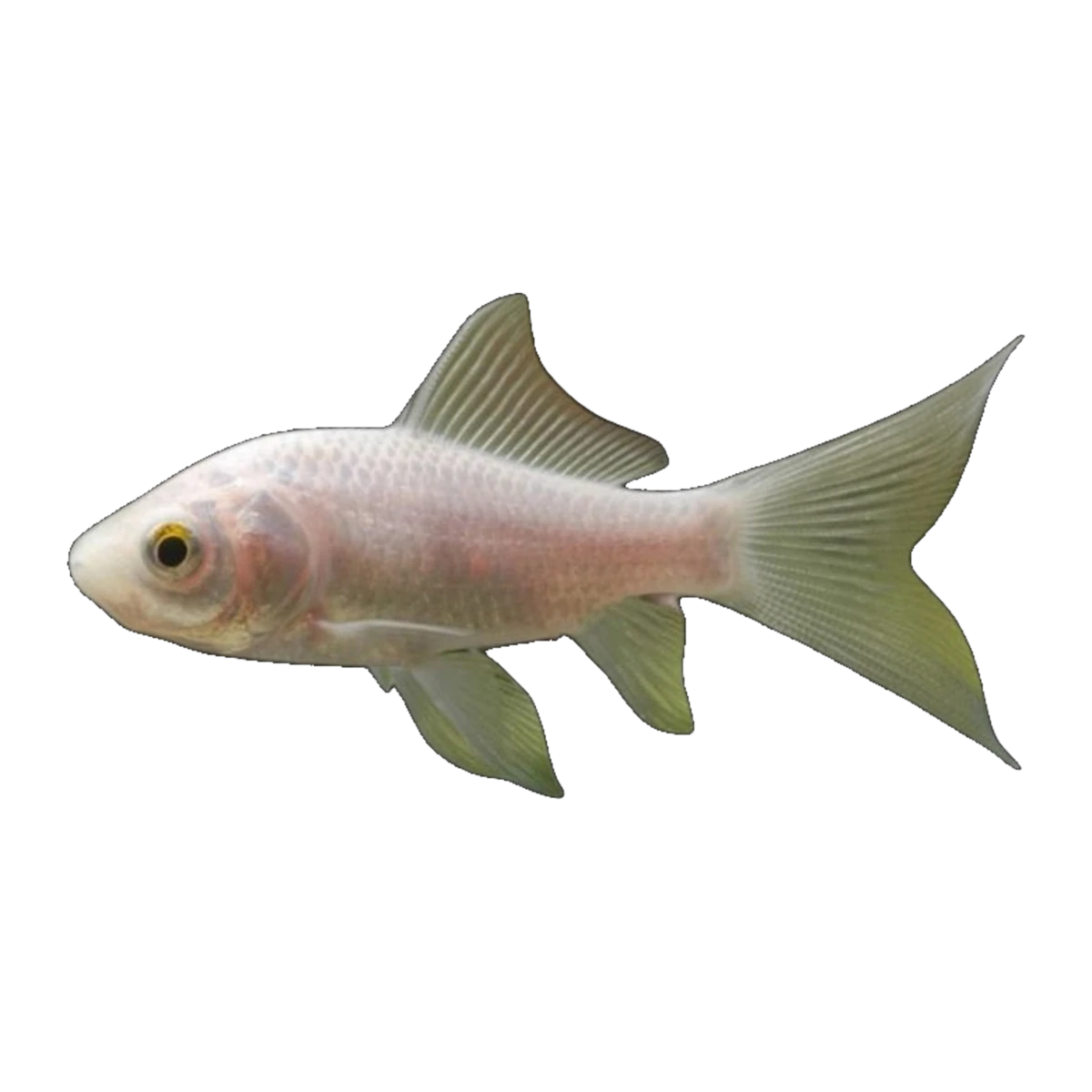 White Comet Goldfish