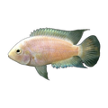 White Convict Cichlid | Amatitlania nigrofasciata