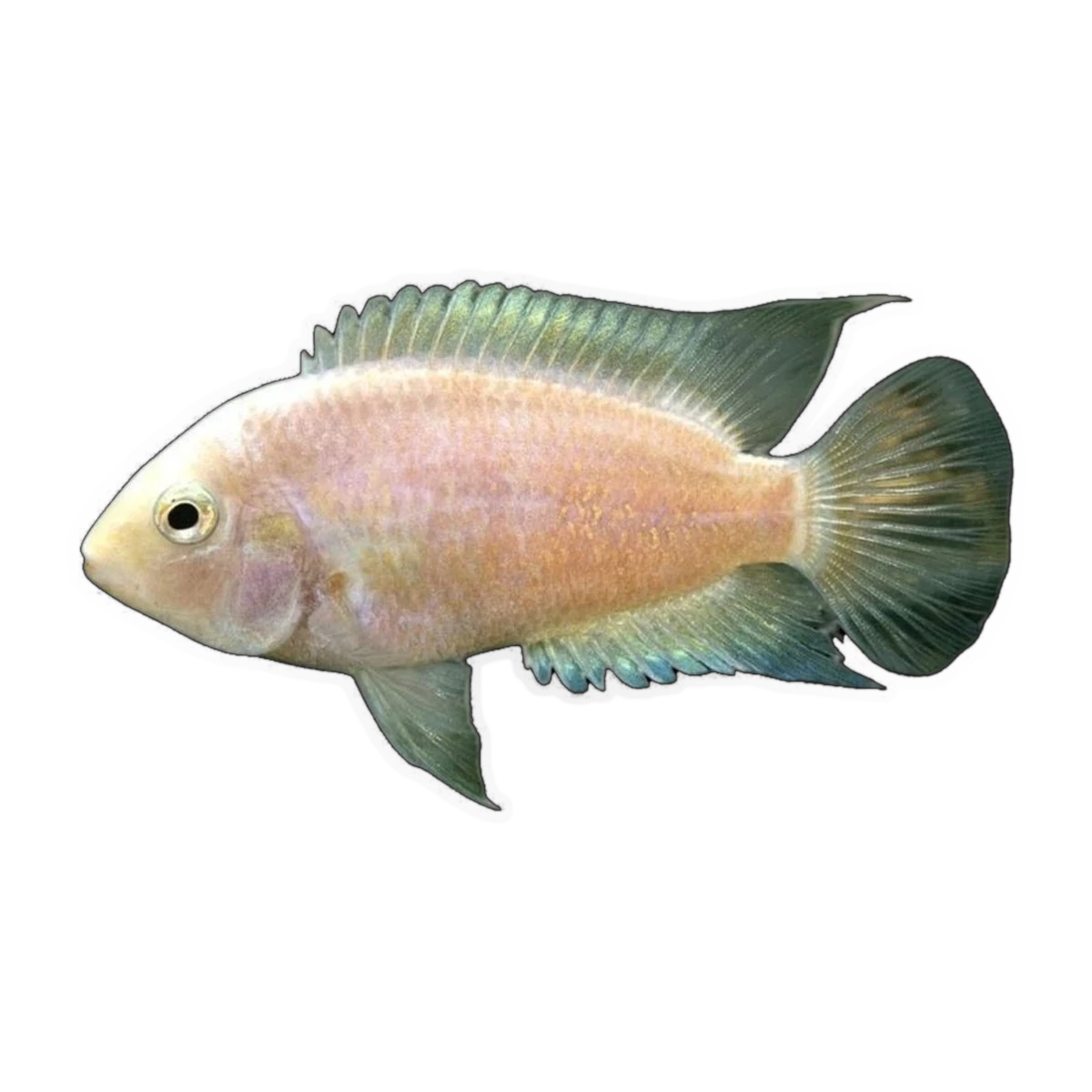 White Convict Cichlid | Amatitlania nigrofasciata