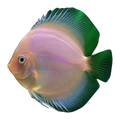 White Diamond Discus