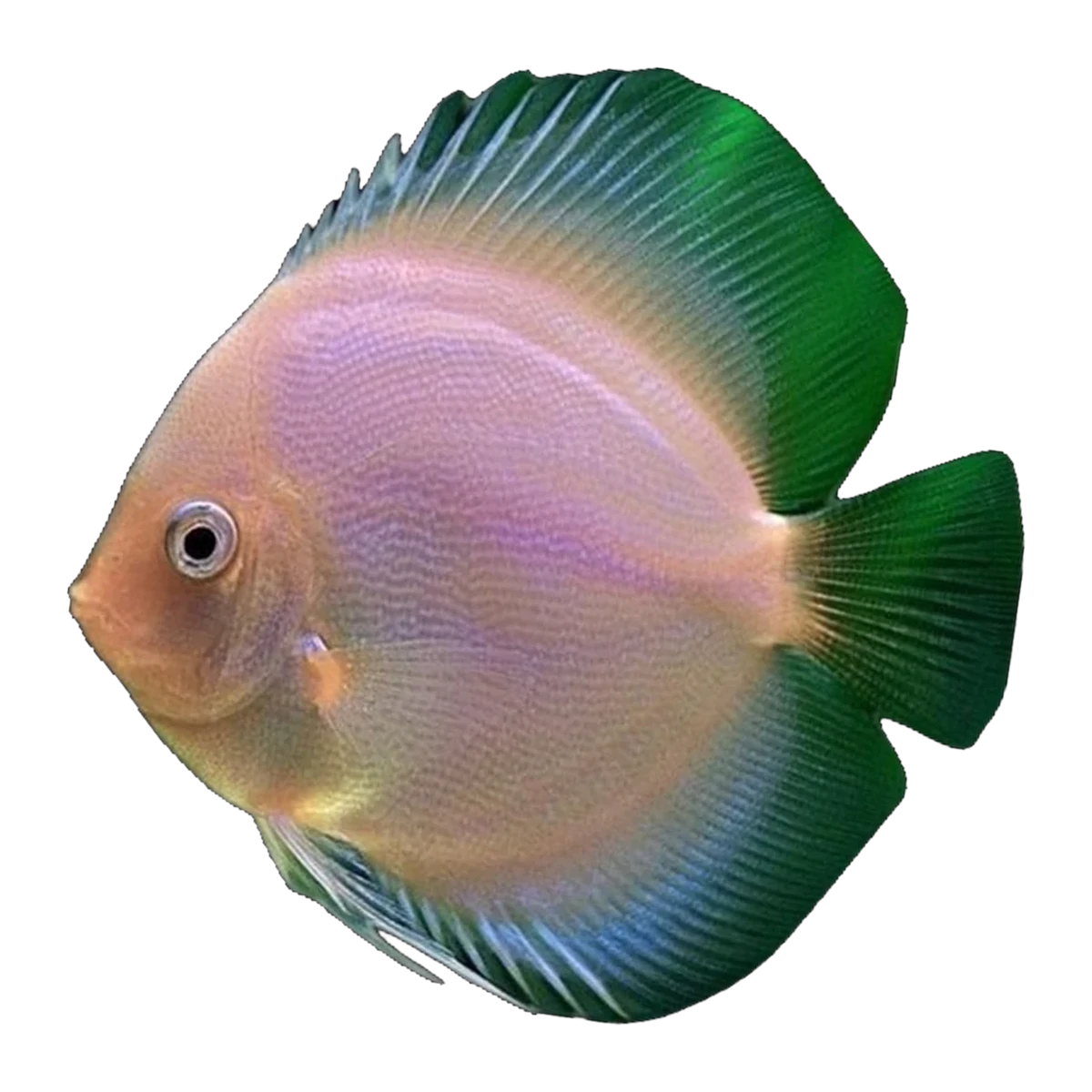 White Diamond Discus