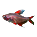 White Fin Ornate Tetra | Hyphessobrycon bentosi