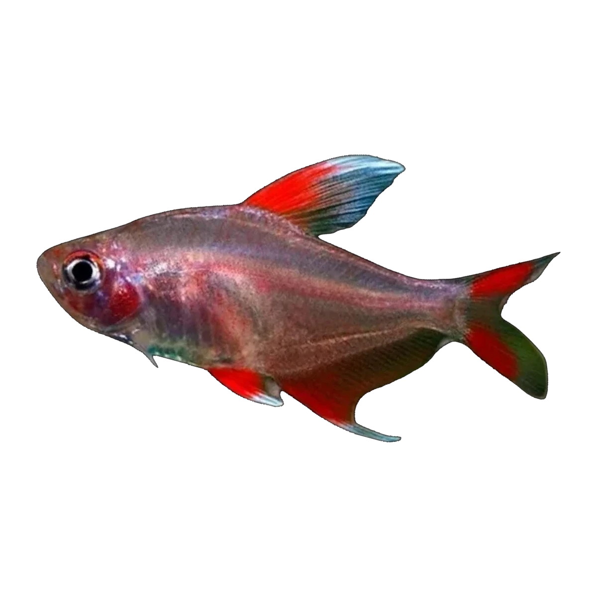 White Fin Ornate Tetra | Hyphessobrycon bentosi