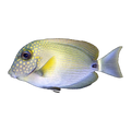 White Freckled Surgeon | Acanthurus maculiceps