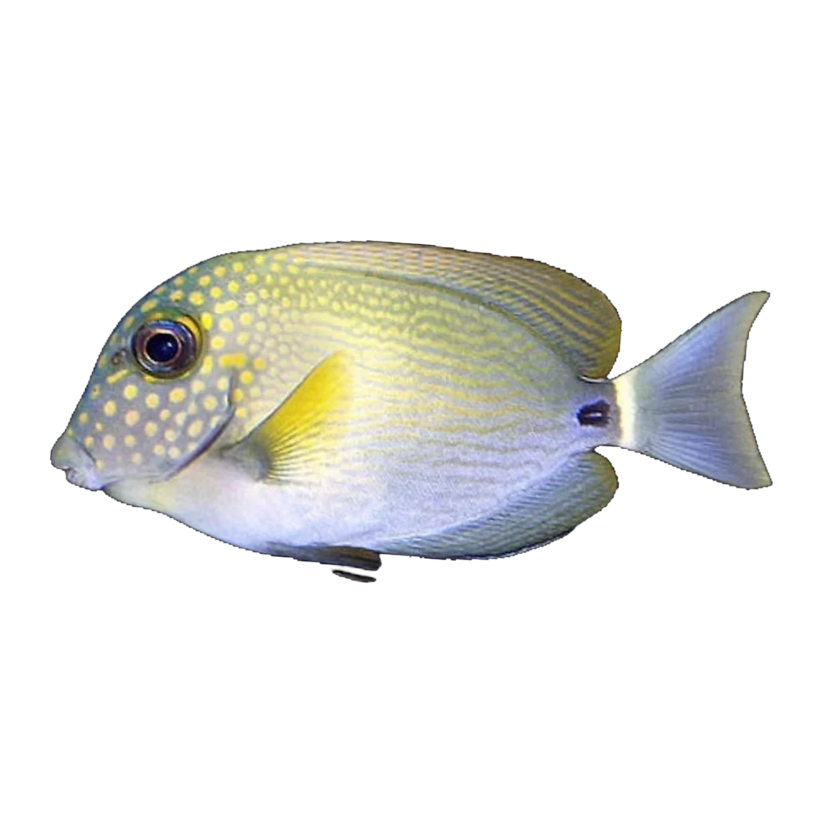 White Freckled Surgeon | Acanthurus maculiceps