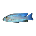 White Knight Electric Blue Cichlid – Sciaenochromis fryeri