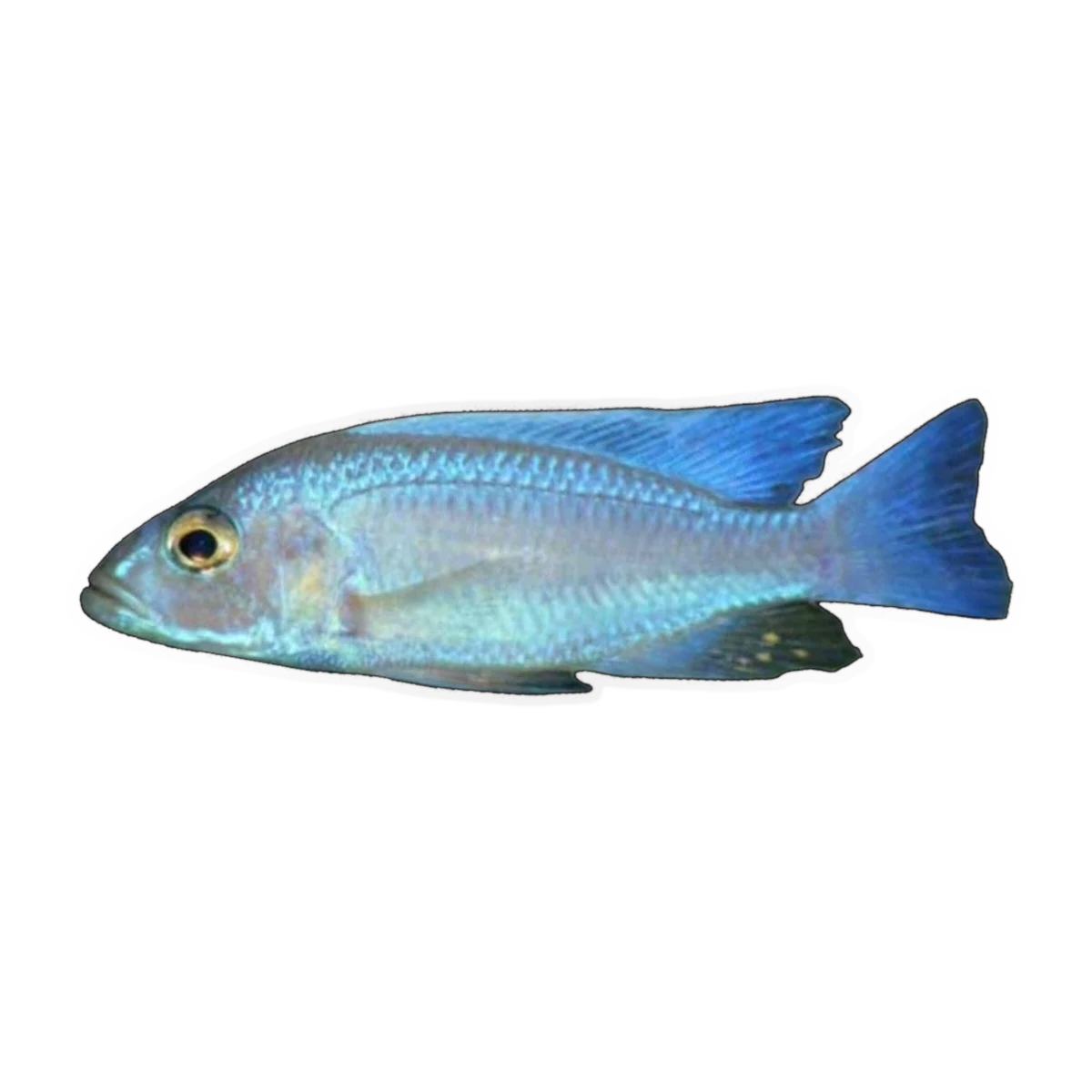 White Knight Electric Blue Cichlid – Sciaenochromis fryeri