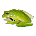 White-lipped tree frog | Sandyrana infrafrenata