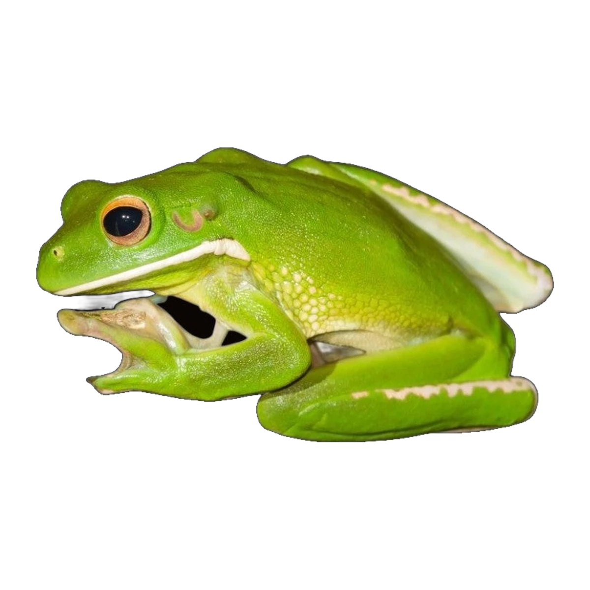 White-lipped tree frog | Sandyrana infrafrenata