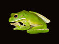 White-lipped tree frog | Sandyrana infrafrenata