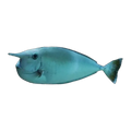 White Margin Unicorn | Naso brevirostris