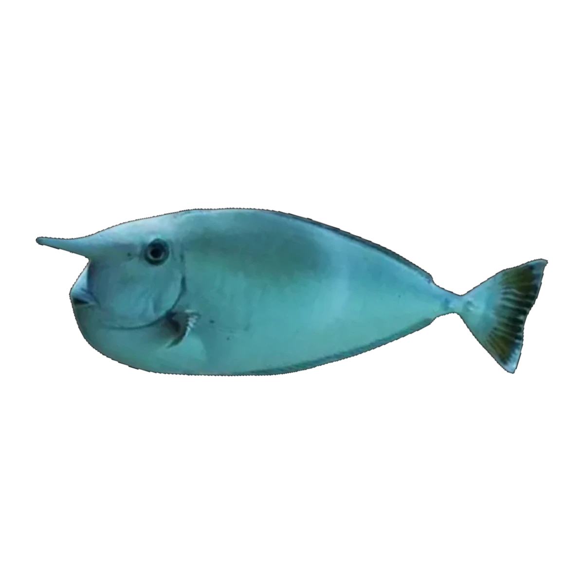 White Margin Unicorn | Naso brevirostris