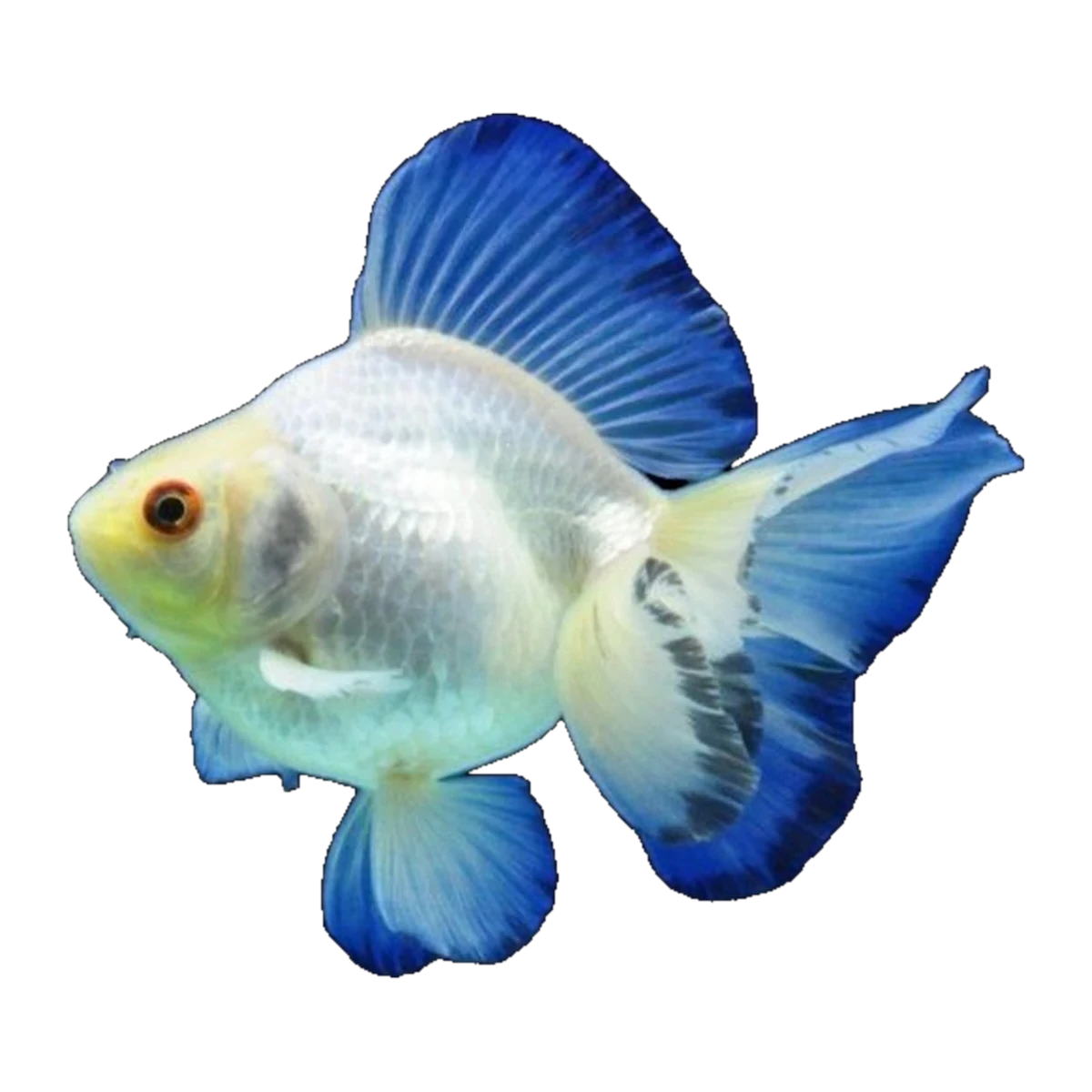 White Ryukin