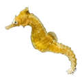 White's Seahorse | Hippocampus whitei