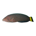 White-spotted Wrasse | Anampses melanurus