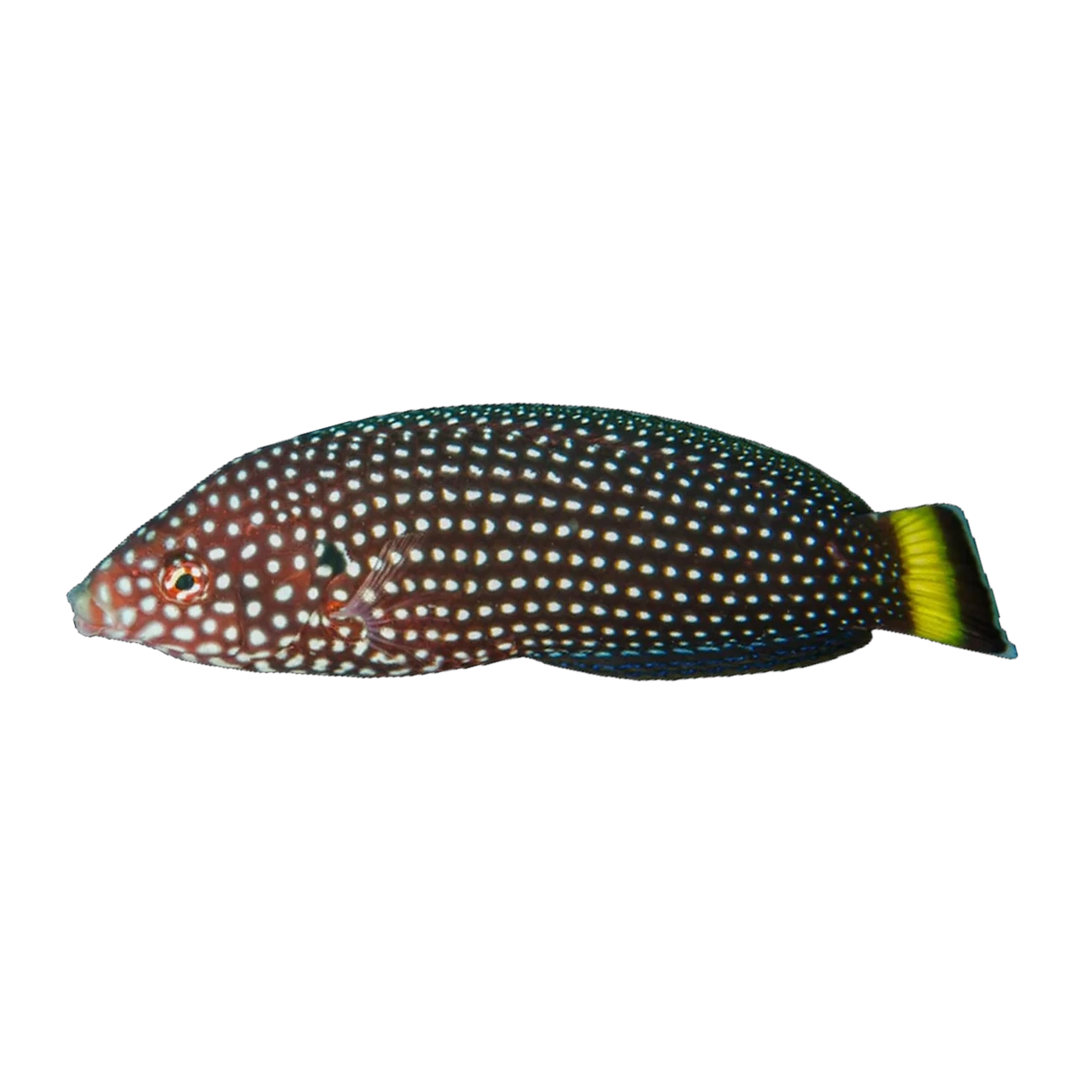 White-spotted Wrasse | Anampses melanurus
