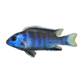 White Tail Acei (Pseudotropheus acei 'Ngara'), side profile facing right