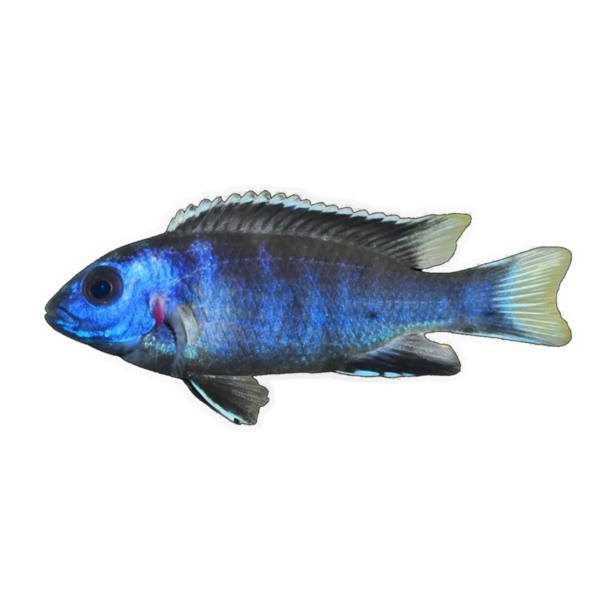 White Tail Acei (Pseudotropheus acei 'Ngara'), side profile facing right