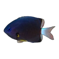 White-tailed Chromis | Chromis leucura
