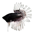 White Tip Black Crown Tail Male
