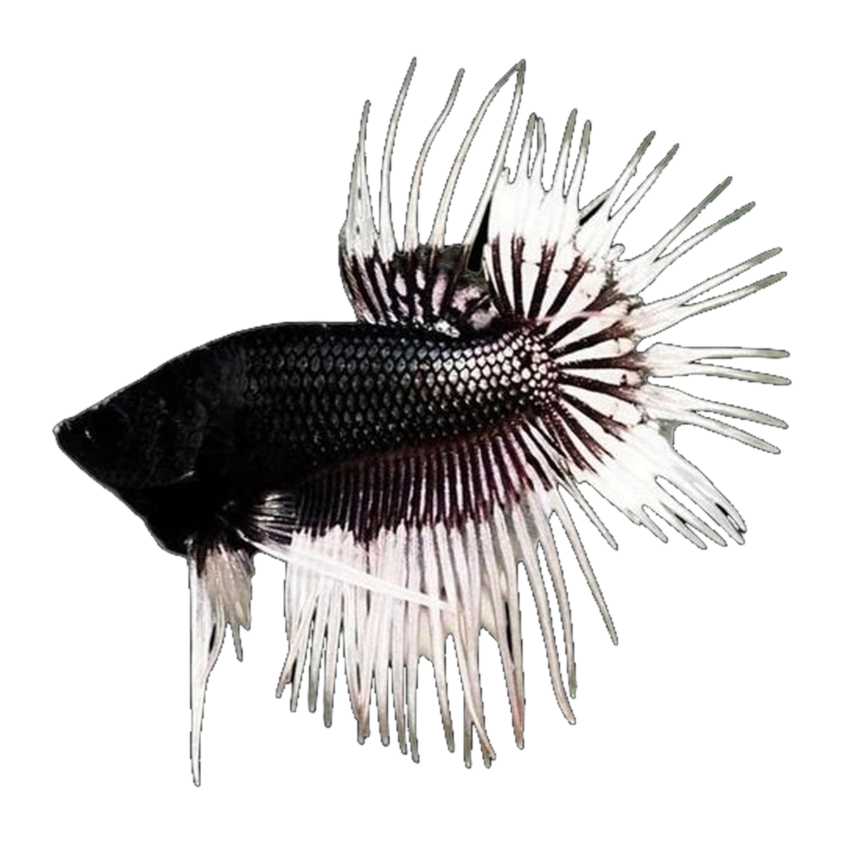 White Tip Black Crown Tail Male