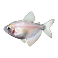 White Widow Tetra