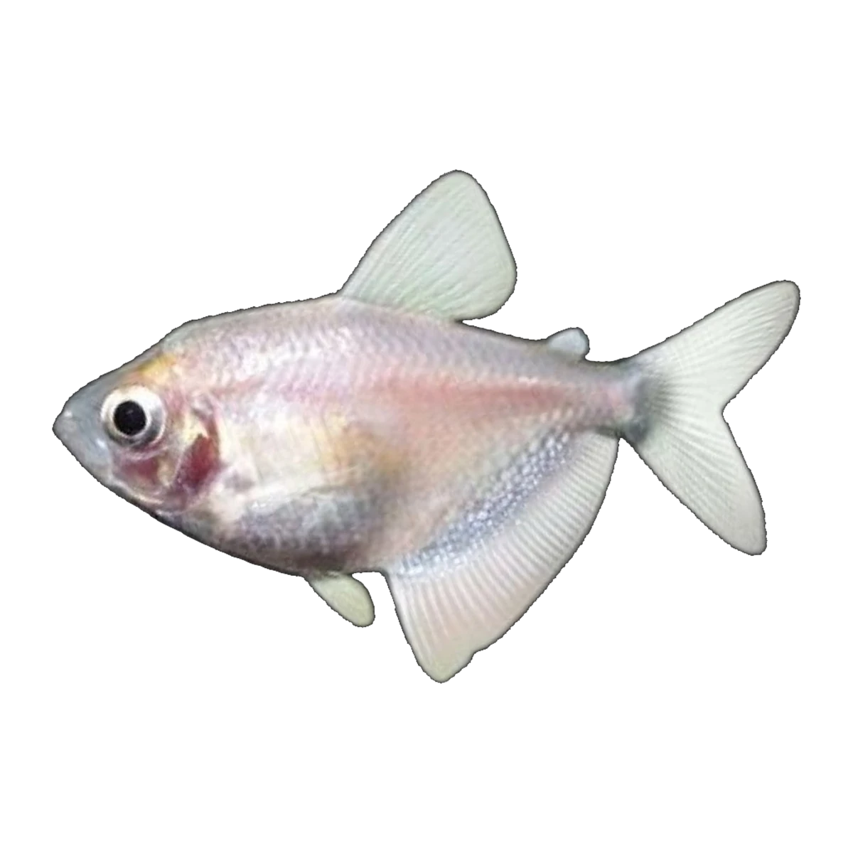 White Widow Tetra