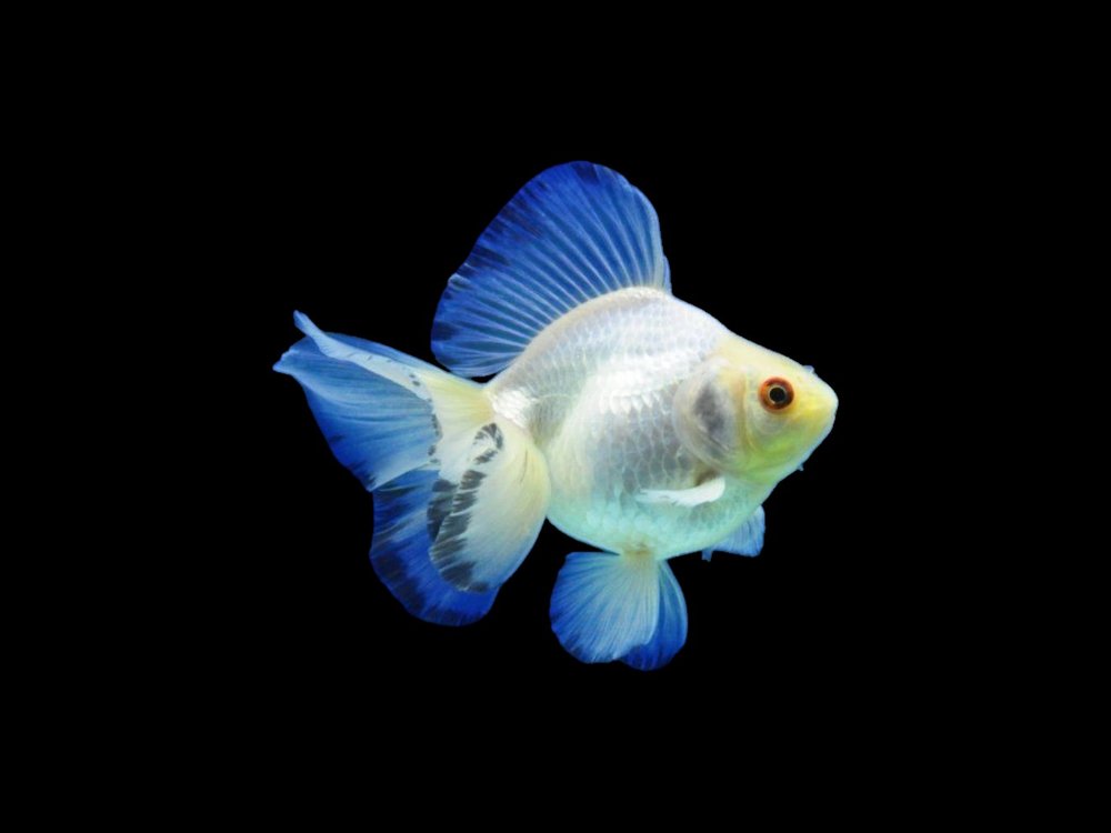 White Ryukin